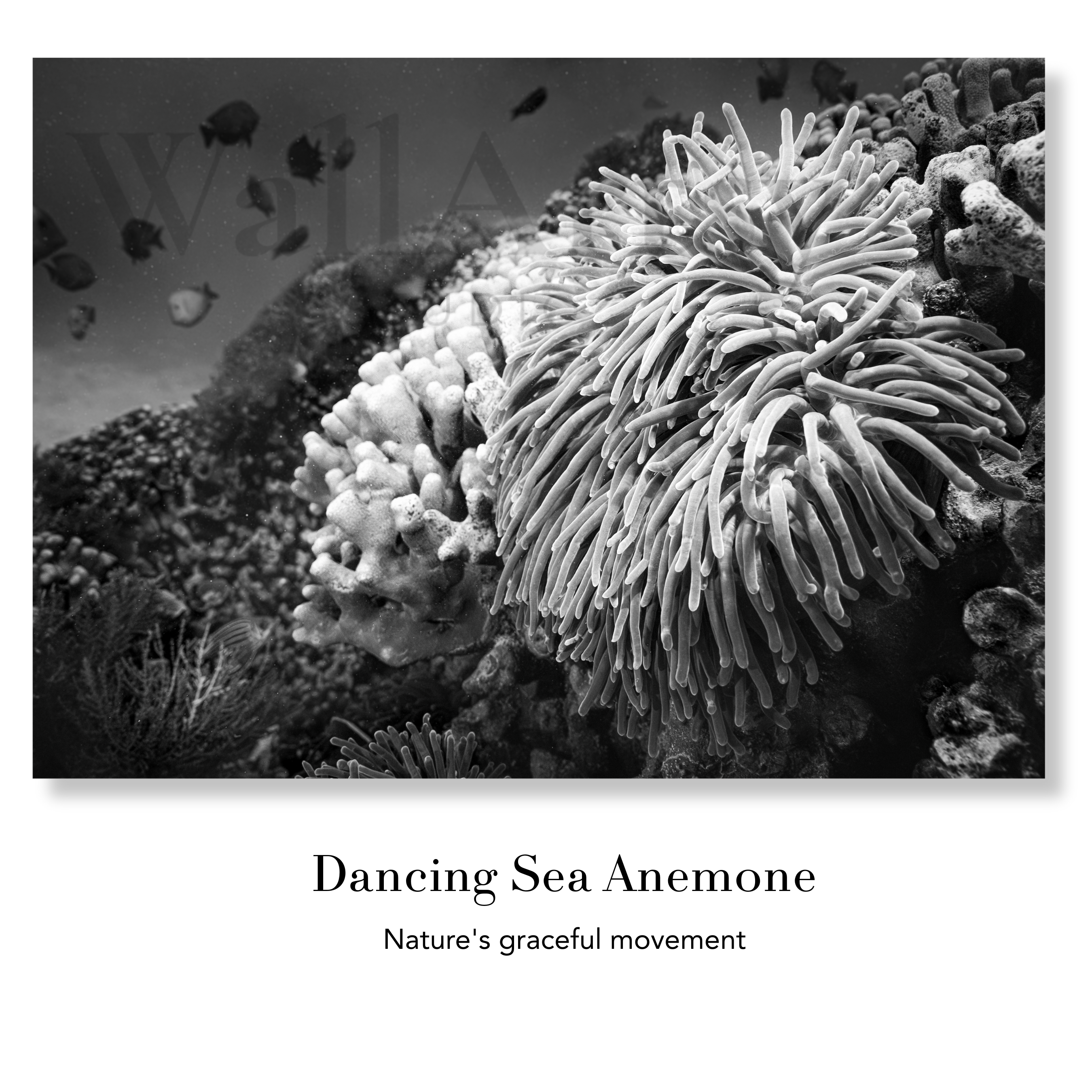 Underwater Fine Art Photography | Black and White Contemporary Coral Reef Wall Art Print