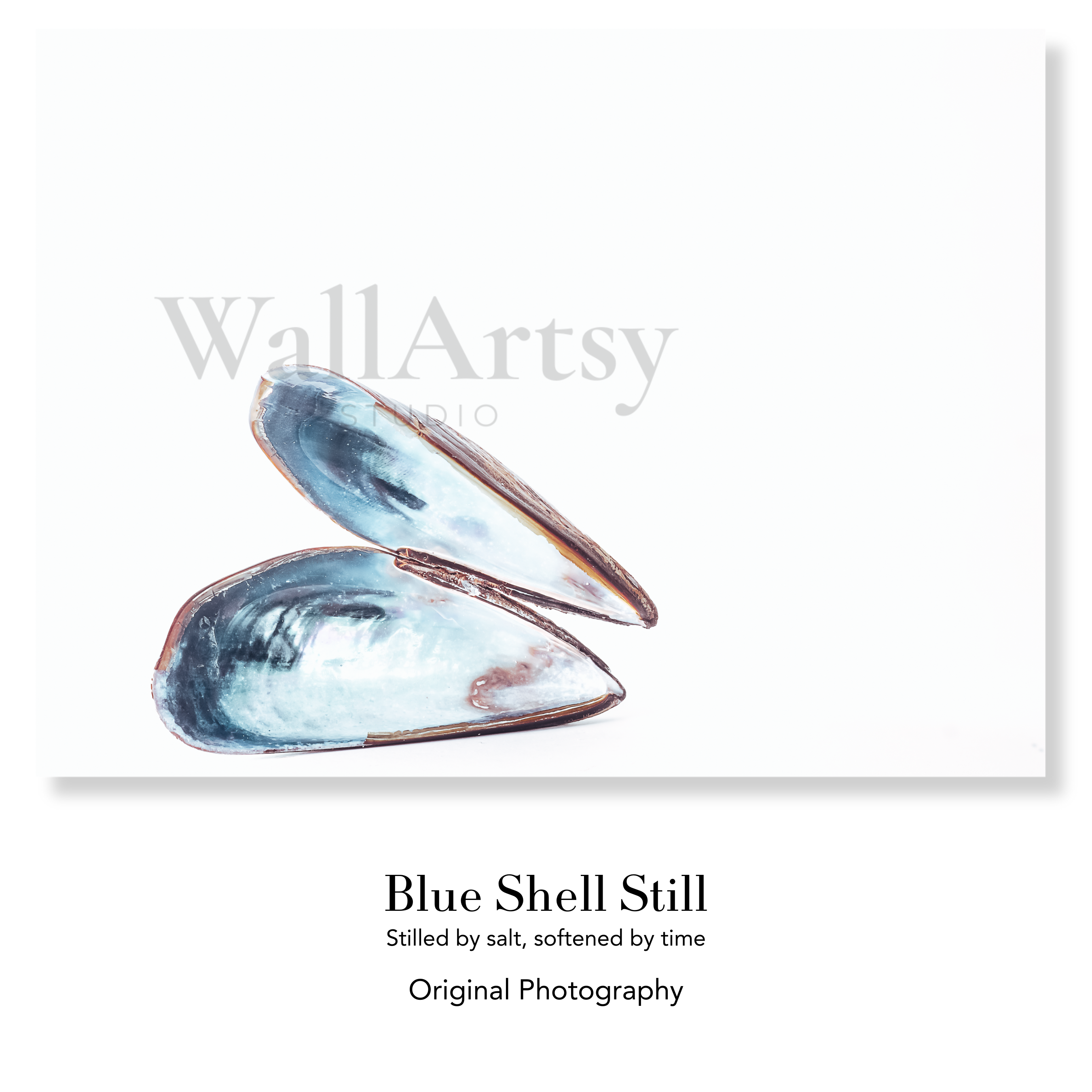 Marine Fine Art Photography | Blue Shell Still Wabi-Sabi Contemporary Ocean Blue Wall Art Collection