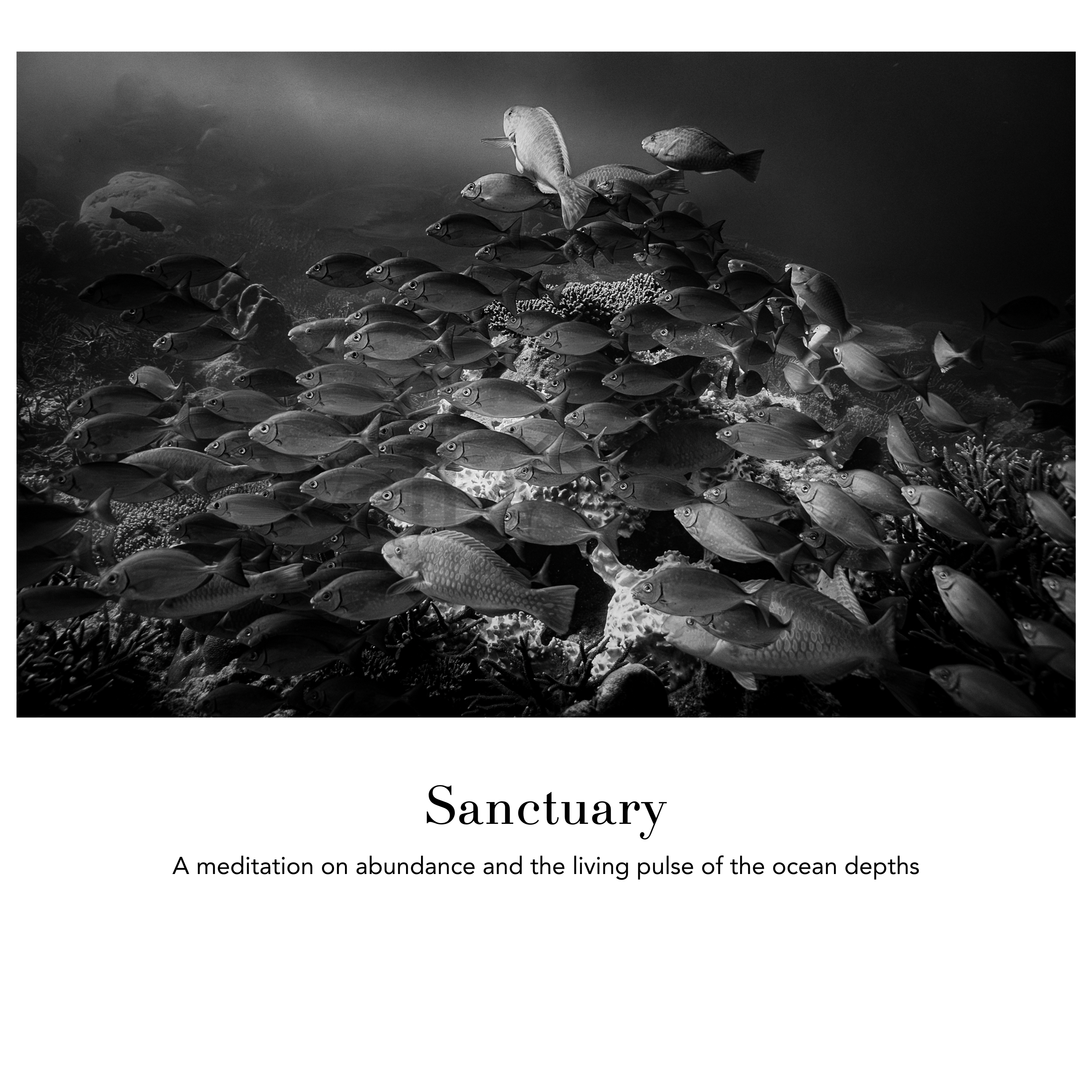 Underwater Fine Art Photography | Sanctuary School of Fish Limited Edition Monochrome Marine Life Collection