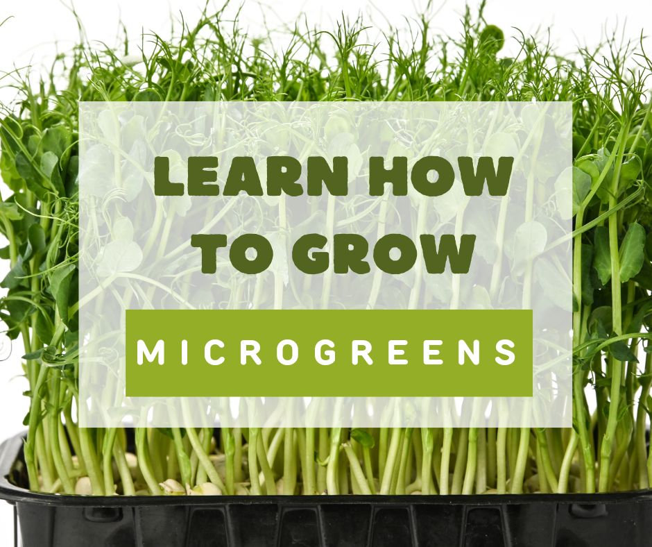 How to Grow Speckled Pea Microgreens - PDF Instruction Sheet