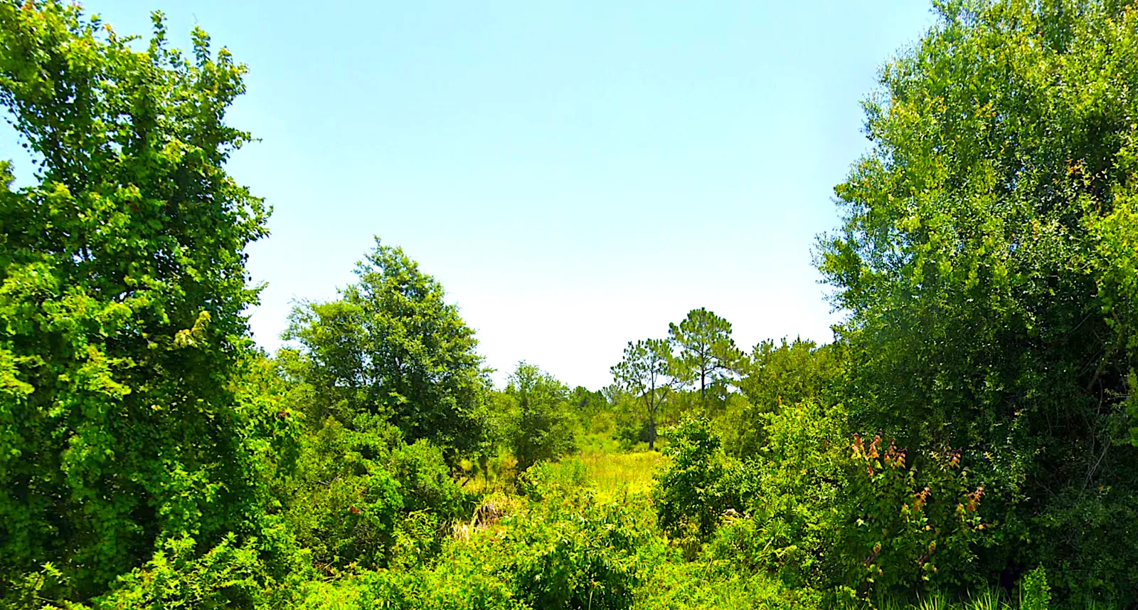 Investment Acreage in Groveland Estates