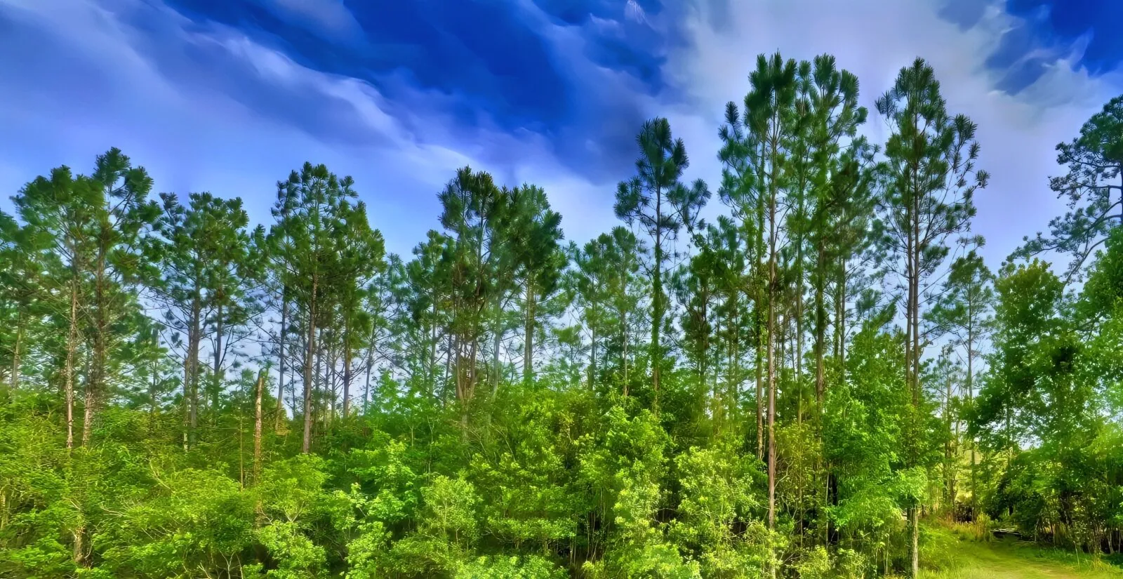 5 Acres for Investment or Hunting in DeLeon Springs