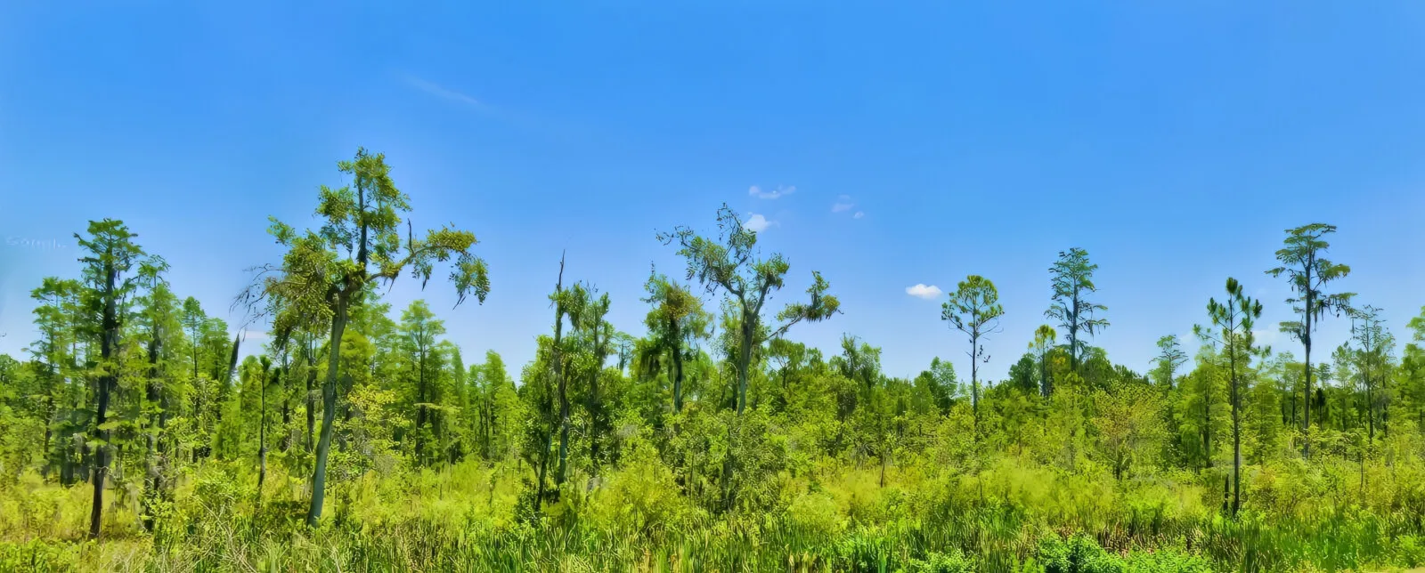 An Acre Land Investment off I-4