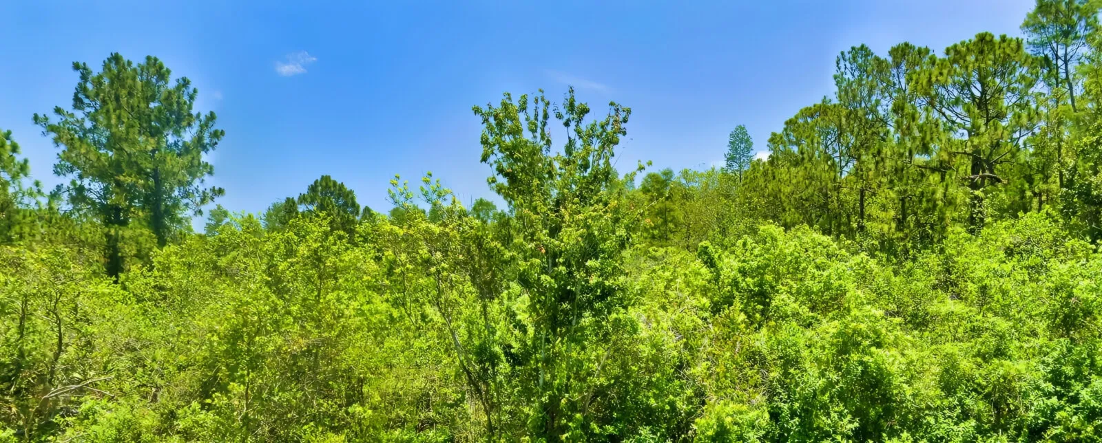 Over an Acre off I-4 Between Orlando and Tampa