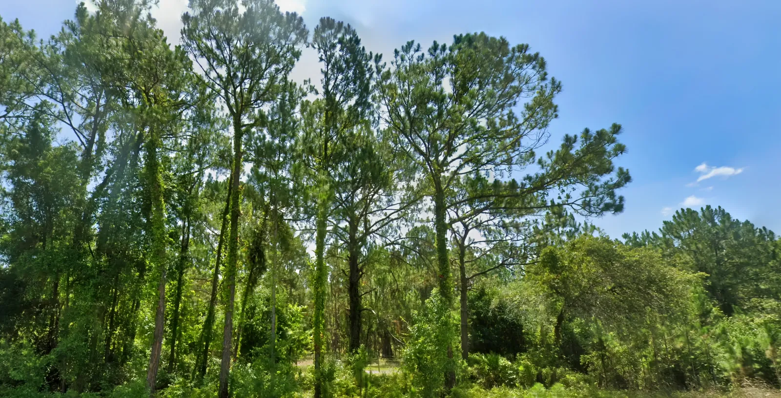 1.24 Acres for Investment or Recreation off Commonwealth Ave