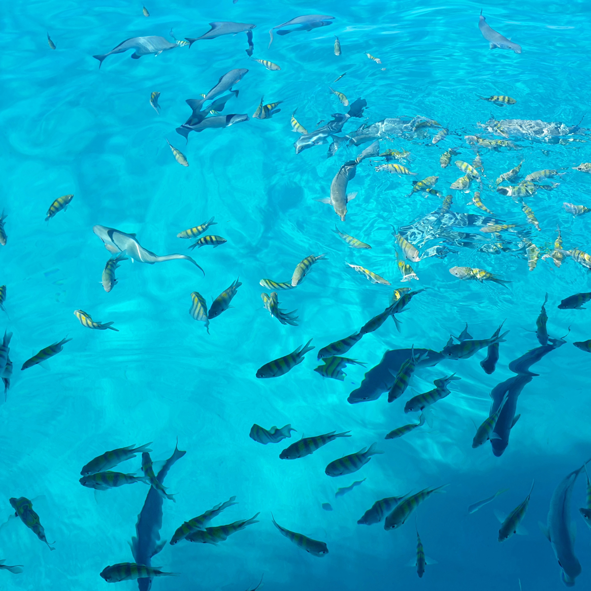 Mar y Tierra Snorkel y tour por la Ciudad