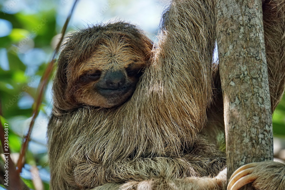 Zip-line + Parque de Animales + Tour