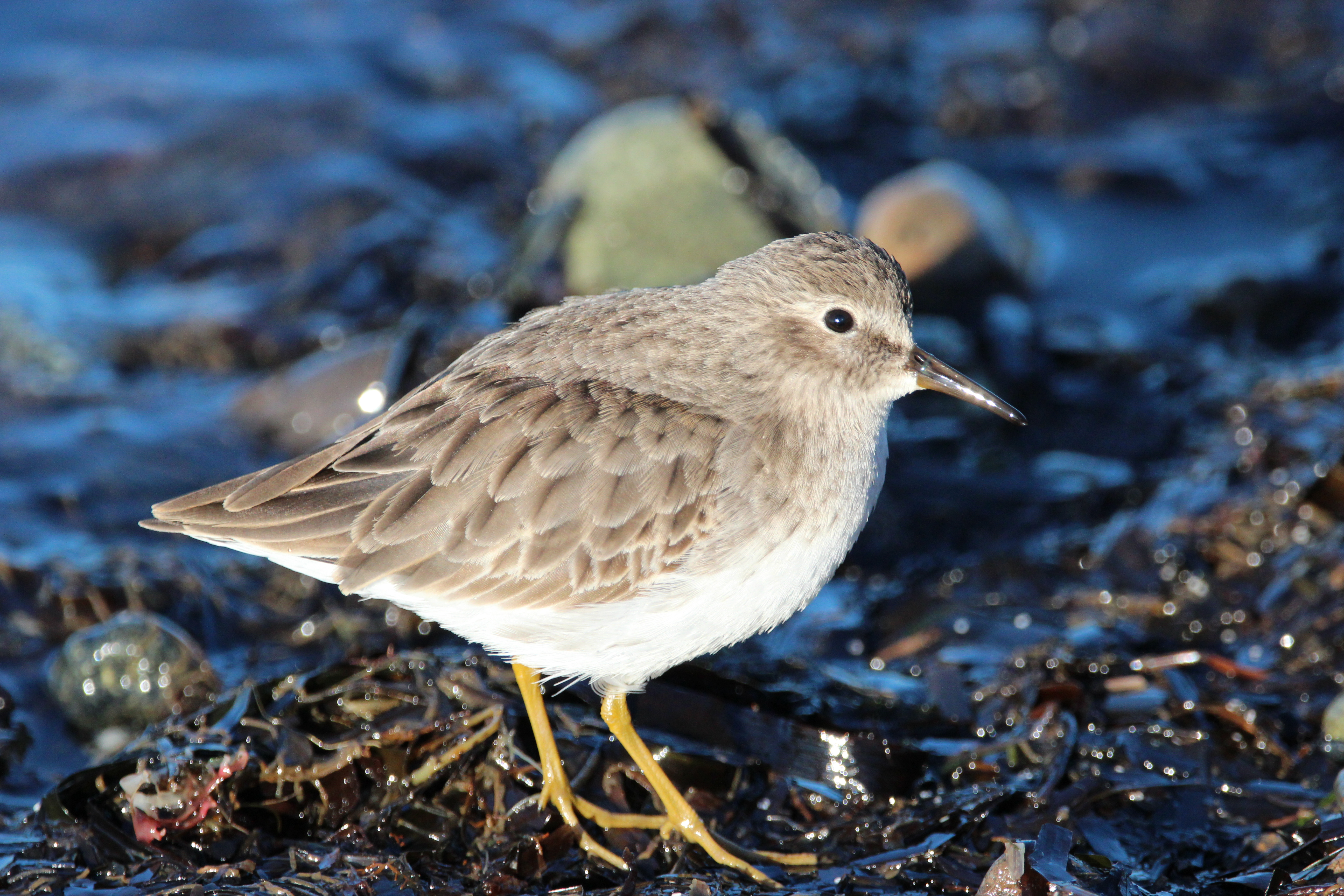 Birdwatching Tour: Explore Blackie Spit Park (Half or Full Day)