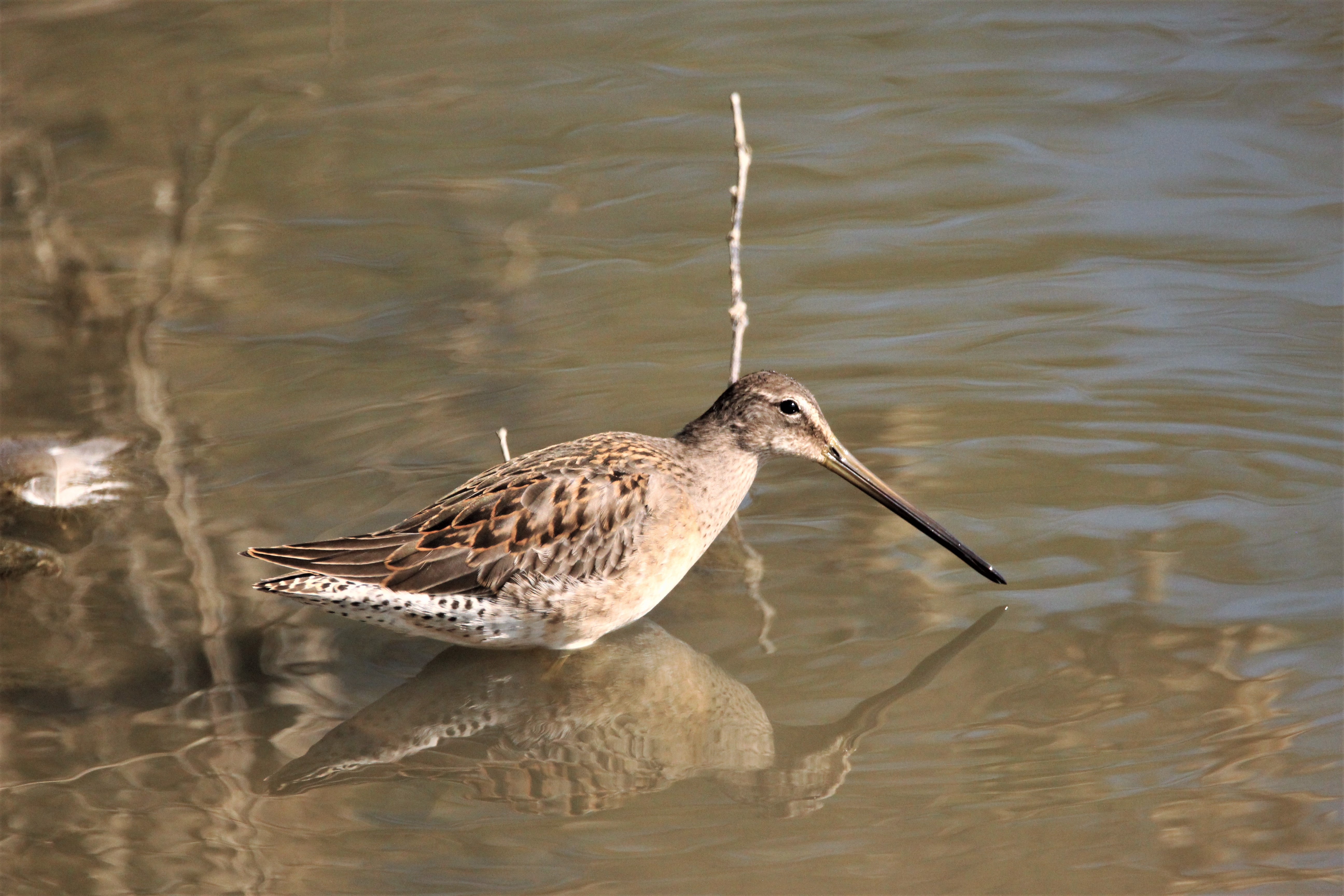 Birdwatching Tour: Explore Blackie Spit Park (Half or Full Day)