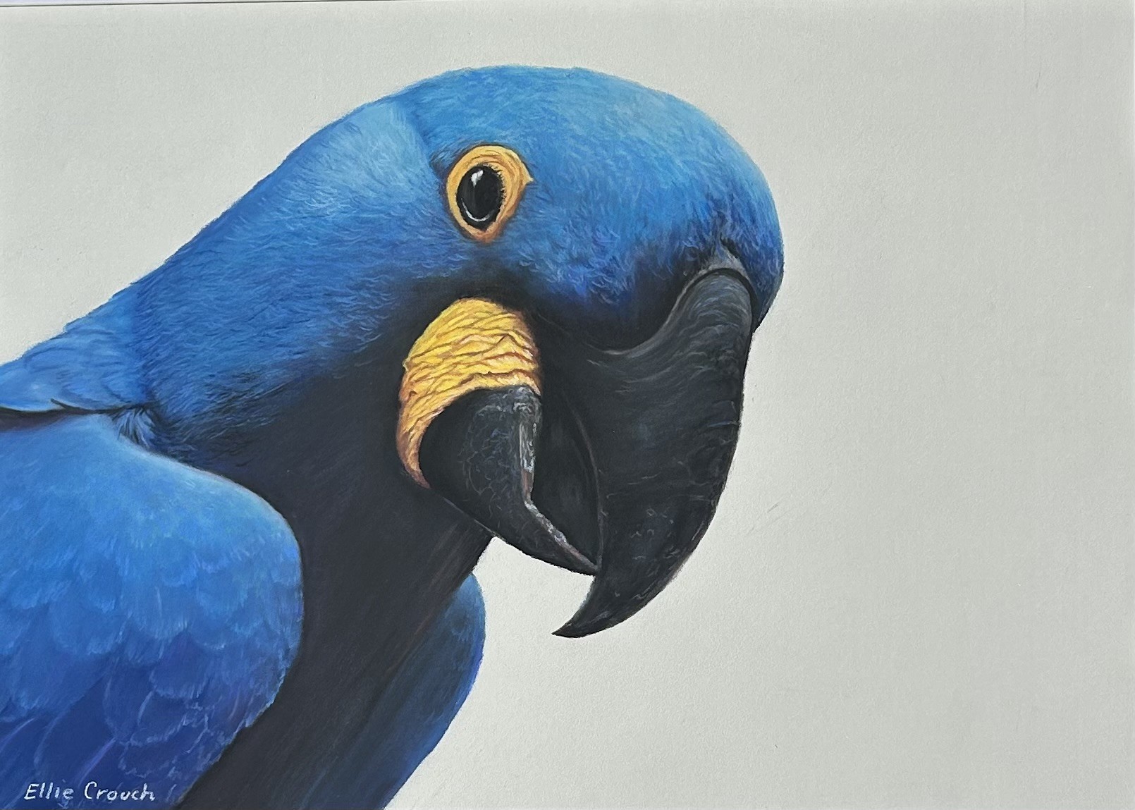 Hyacinth Macaw Original drawn in Pastels