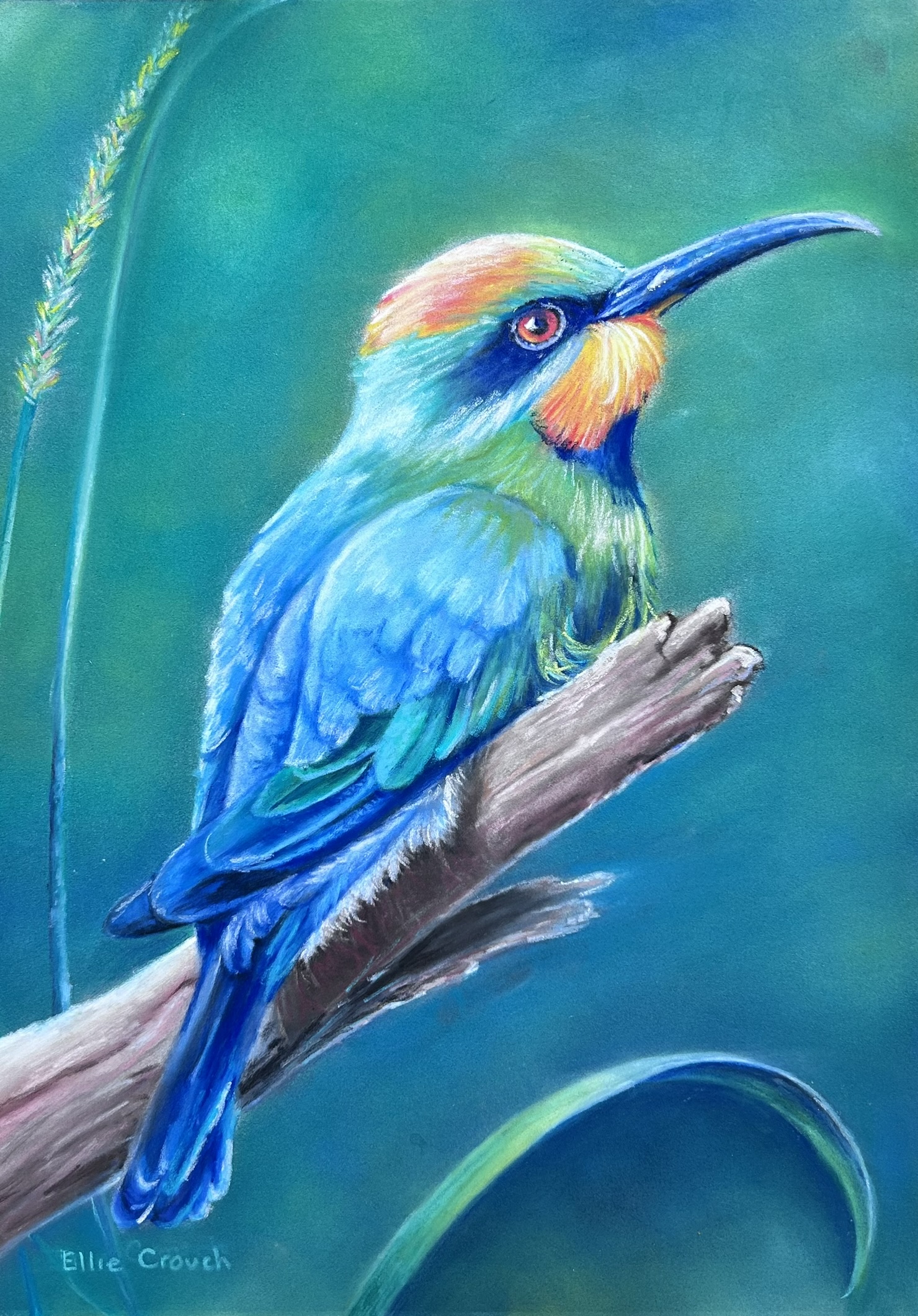 Blue Parrot drawn in pastel