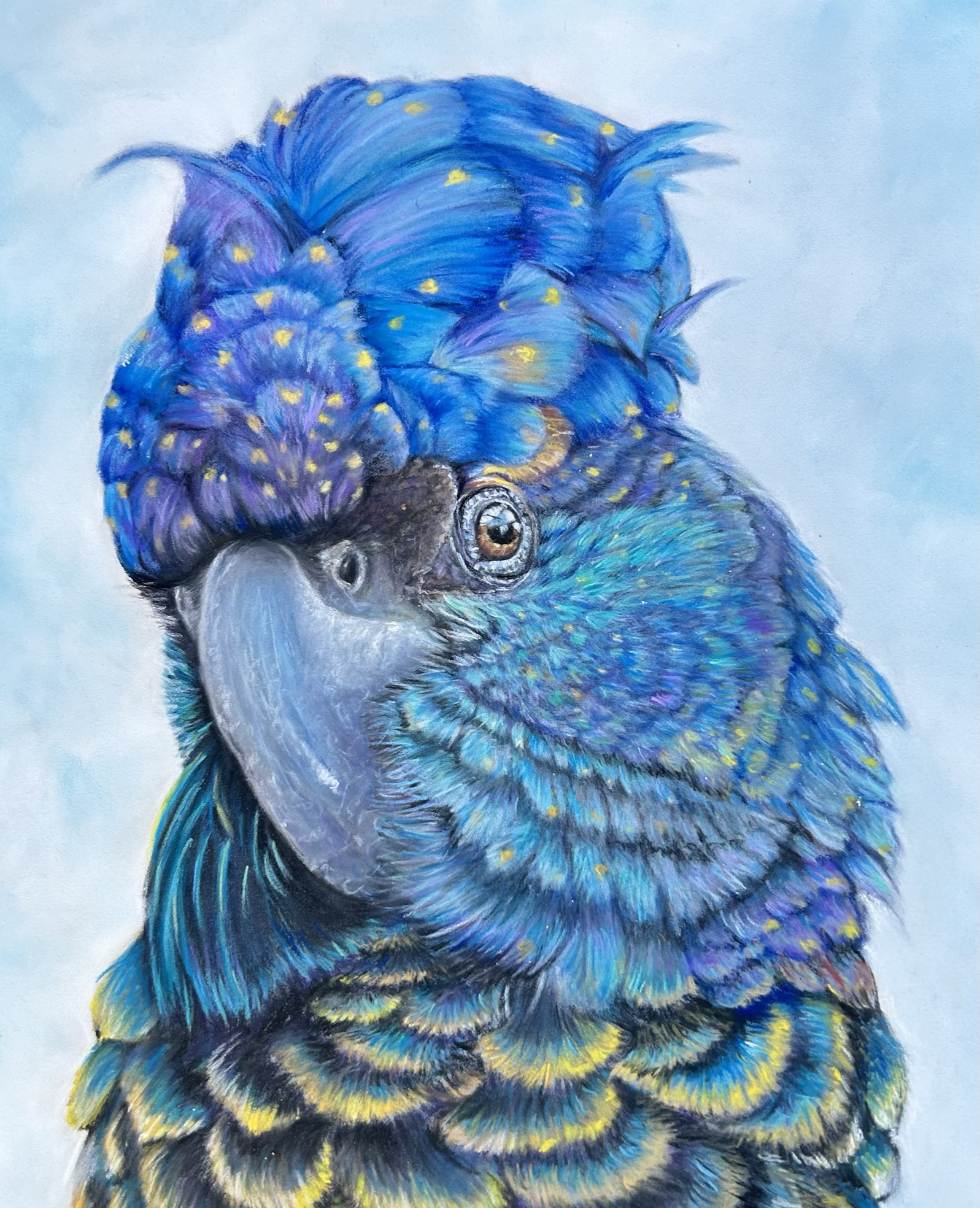 Blue macaw drawn in pastel