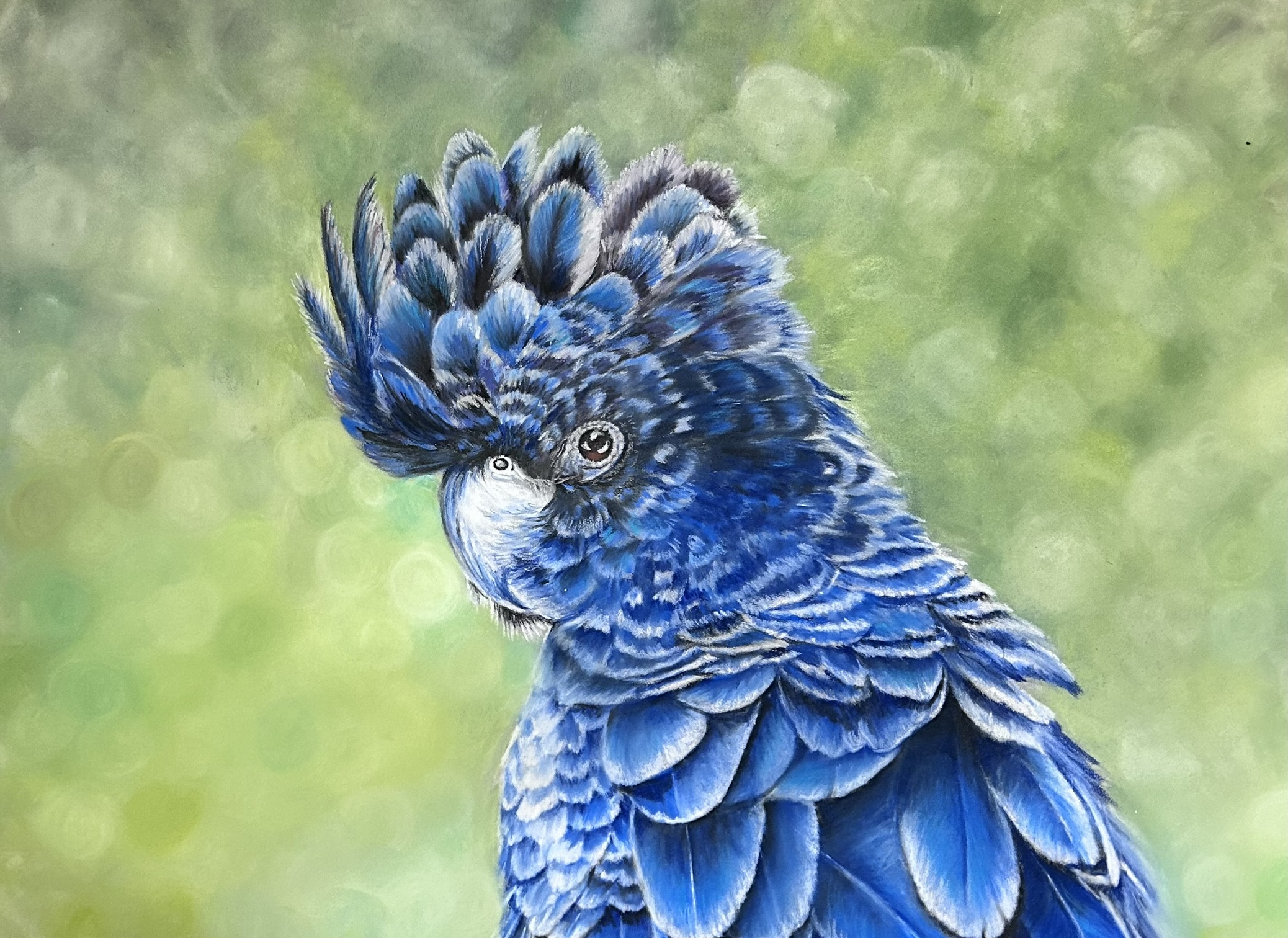 Dark blue Parrot drawn in pastel