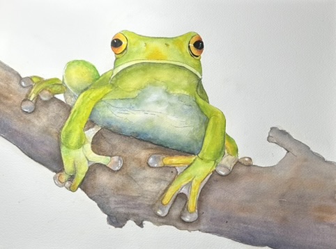 Green Tree Frog Painted in Watercolour