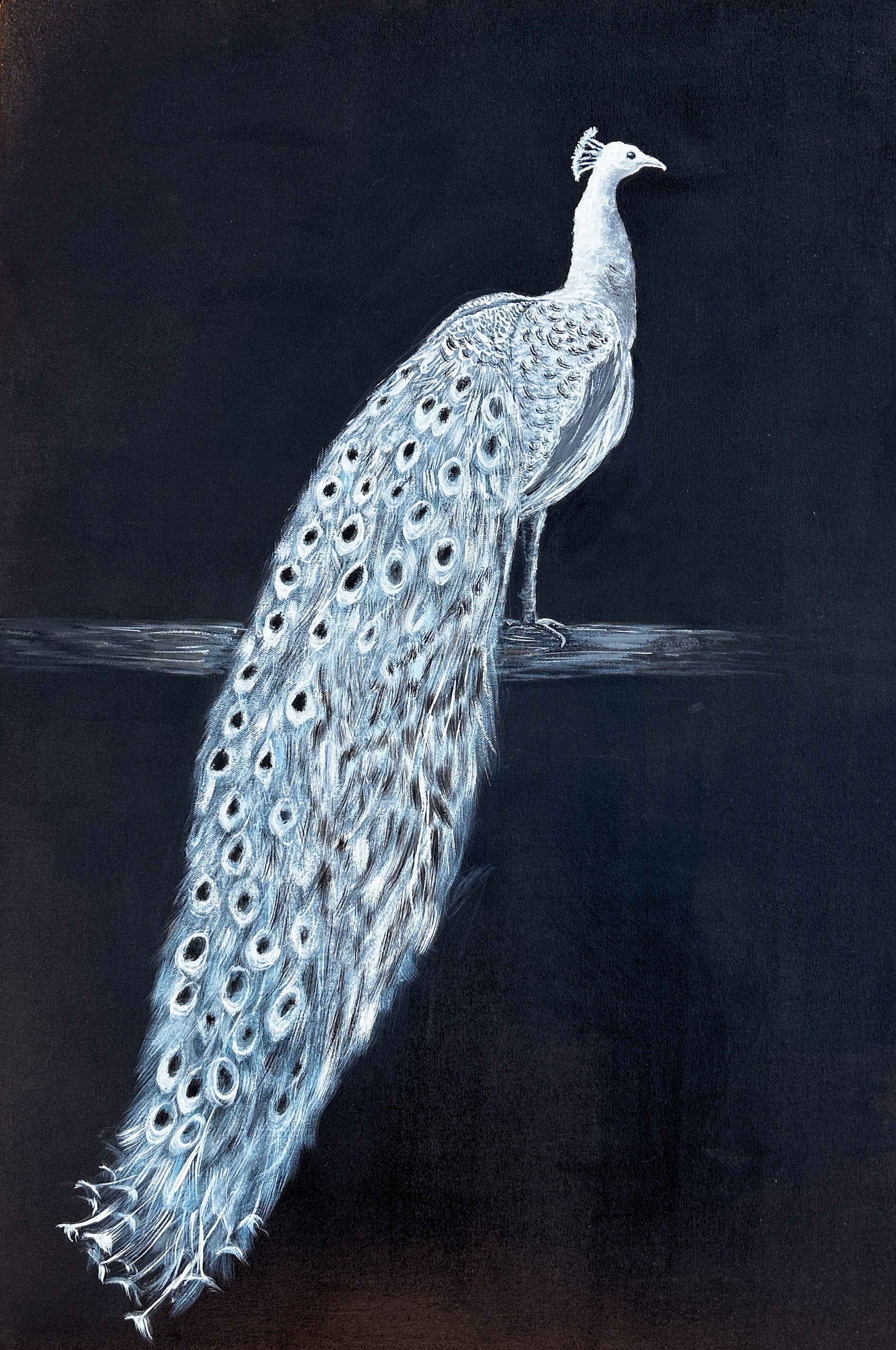 White Peacock painted in acrylics