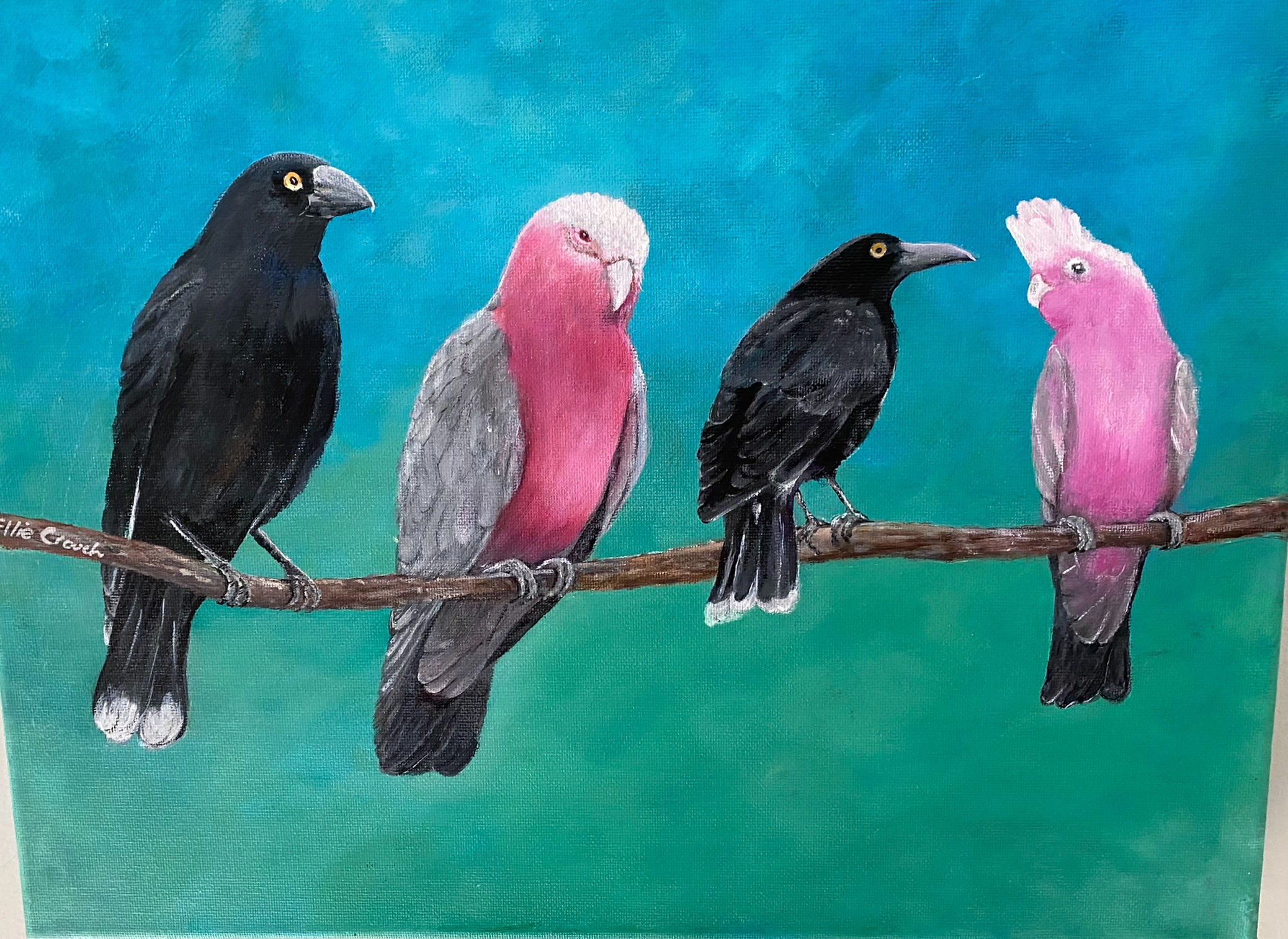 2 Crows and 2 Galahs on a branch