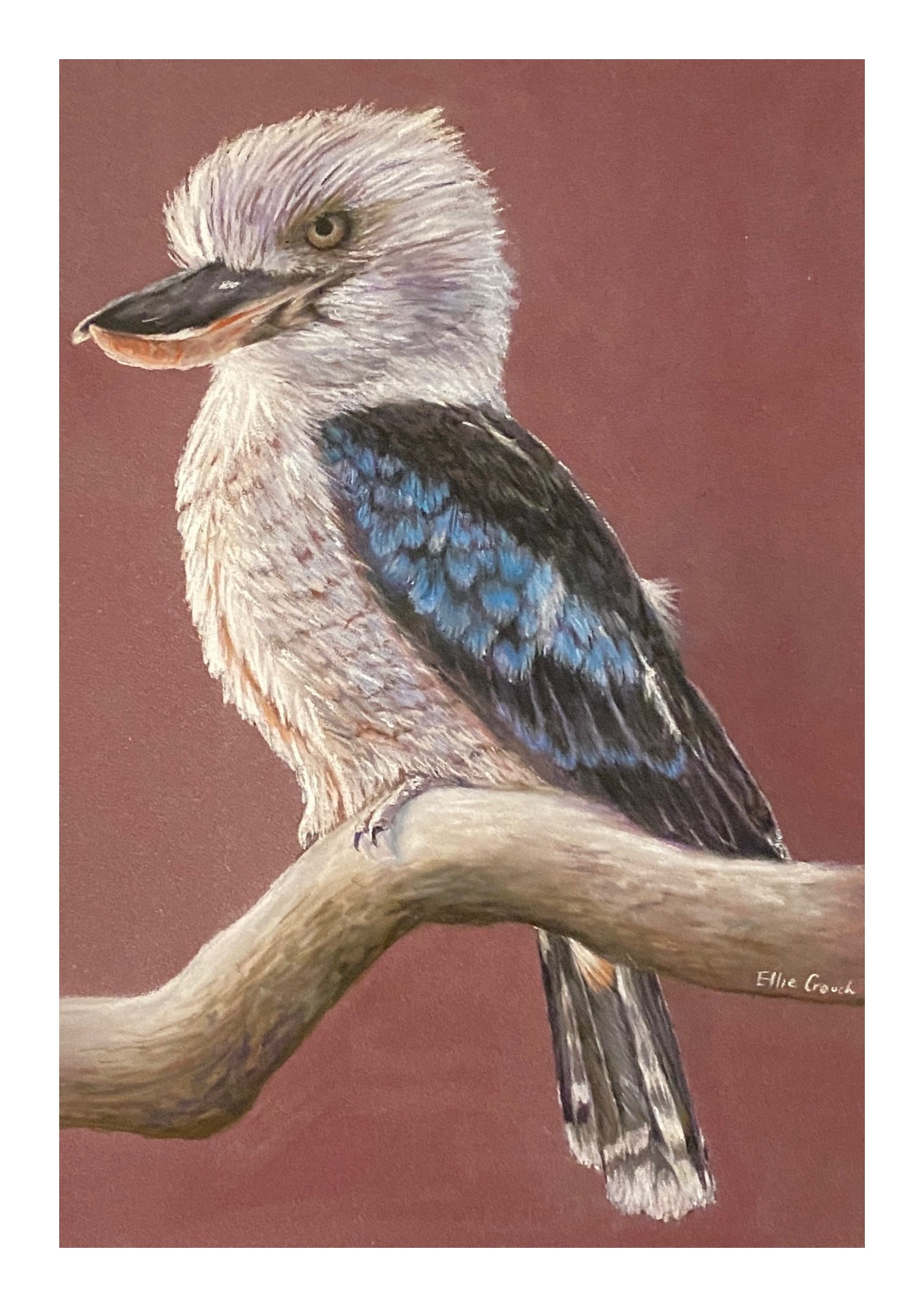 Australian Kookaburra