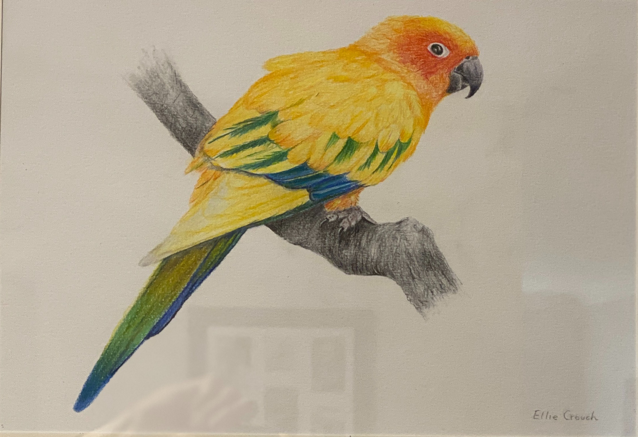 Sun Conure or Sun Parakeet