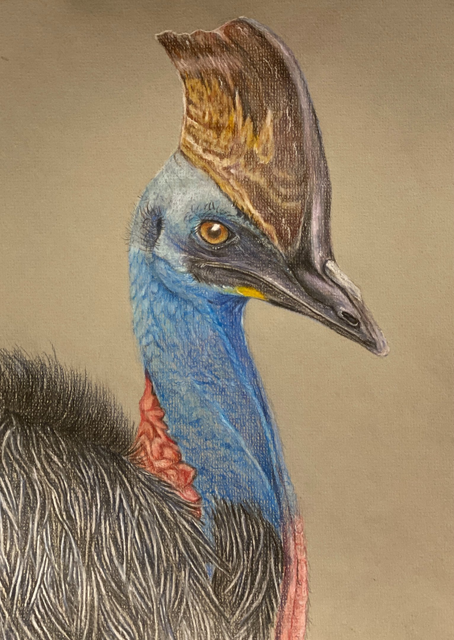 Southern Cassowary Bird