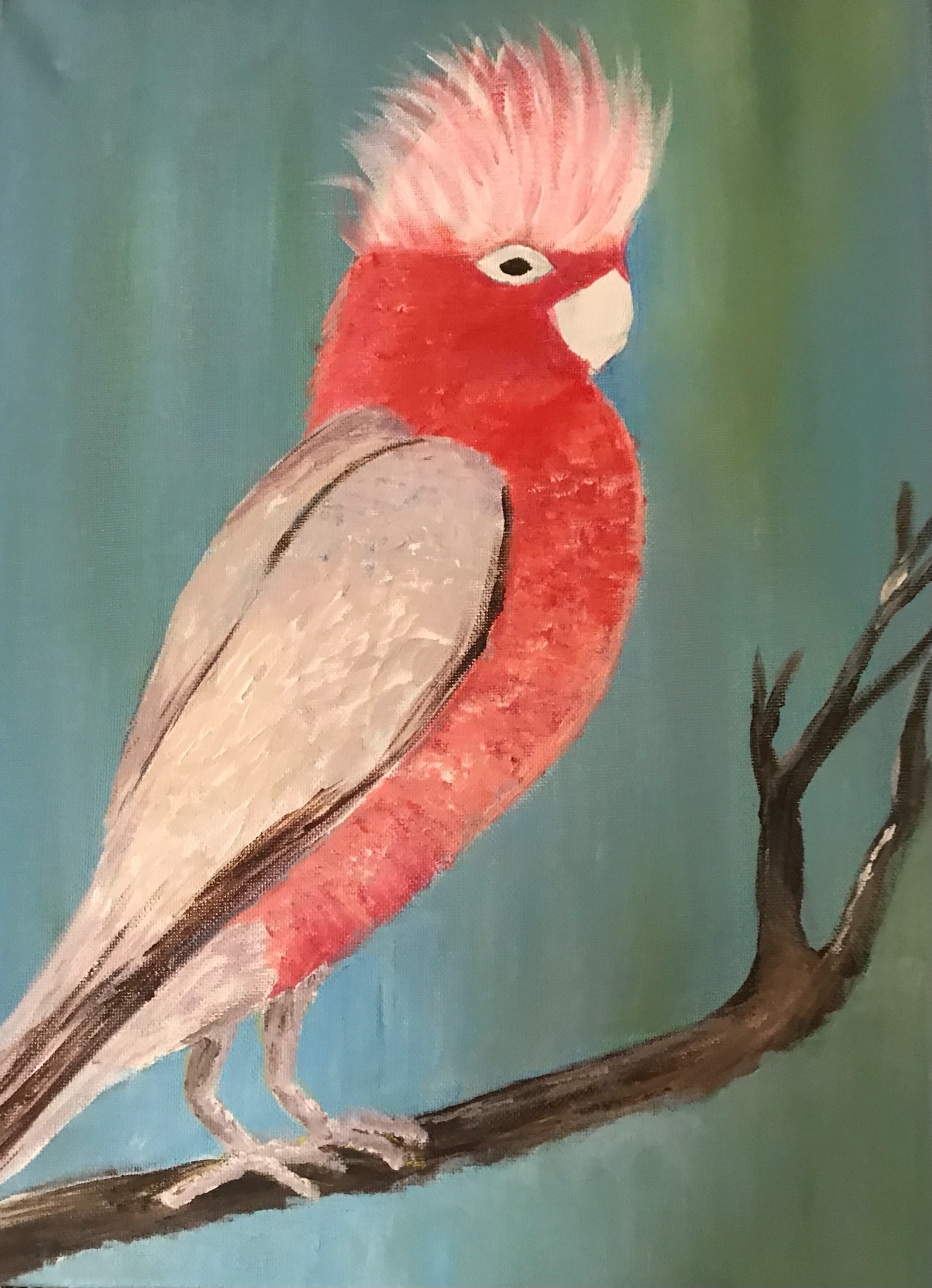 Pink Galah