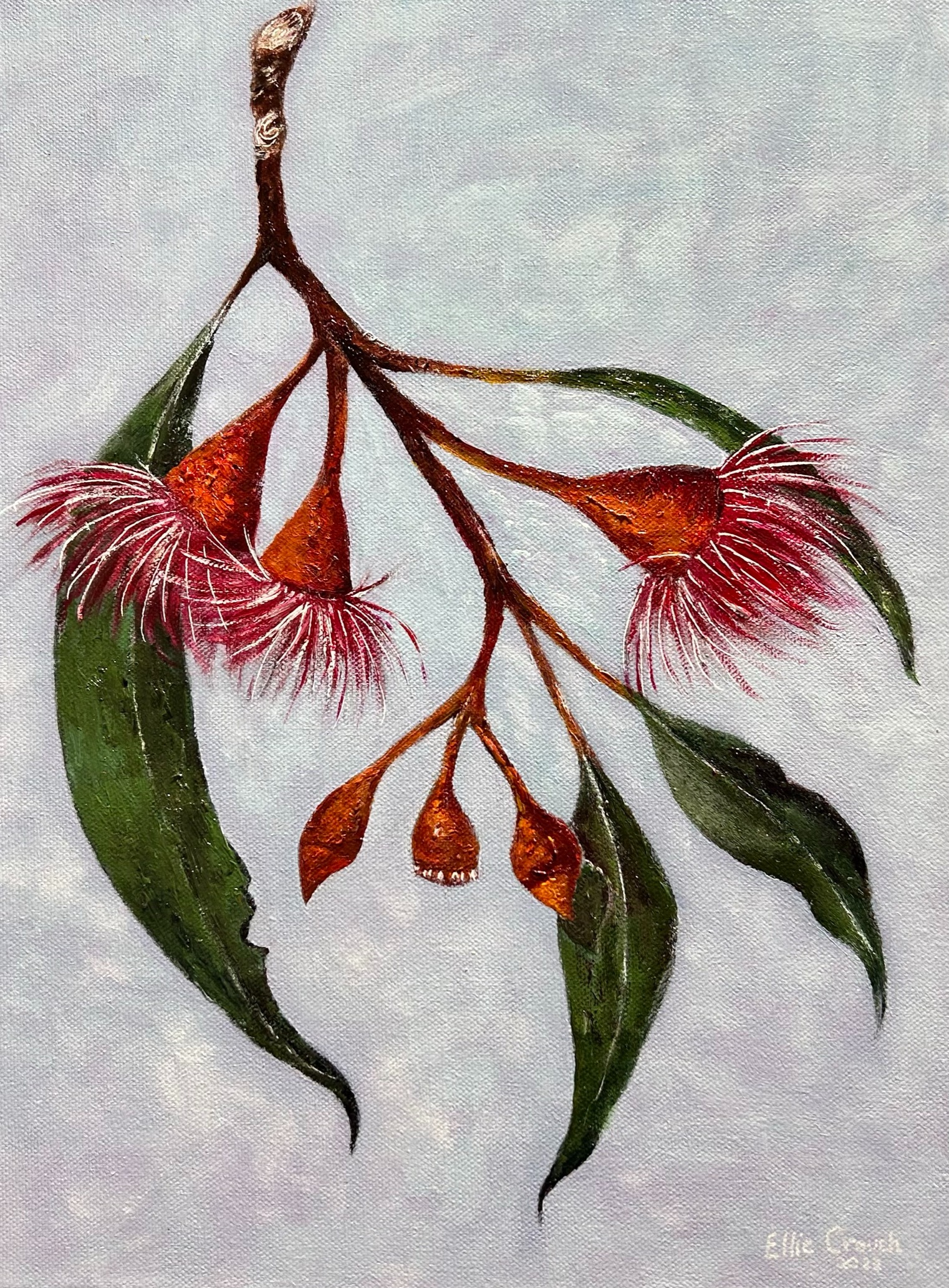 Eucalyptus blossoms painted in Acrylic