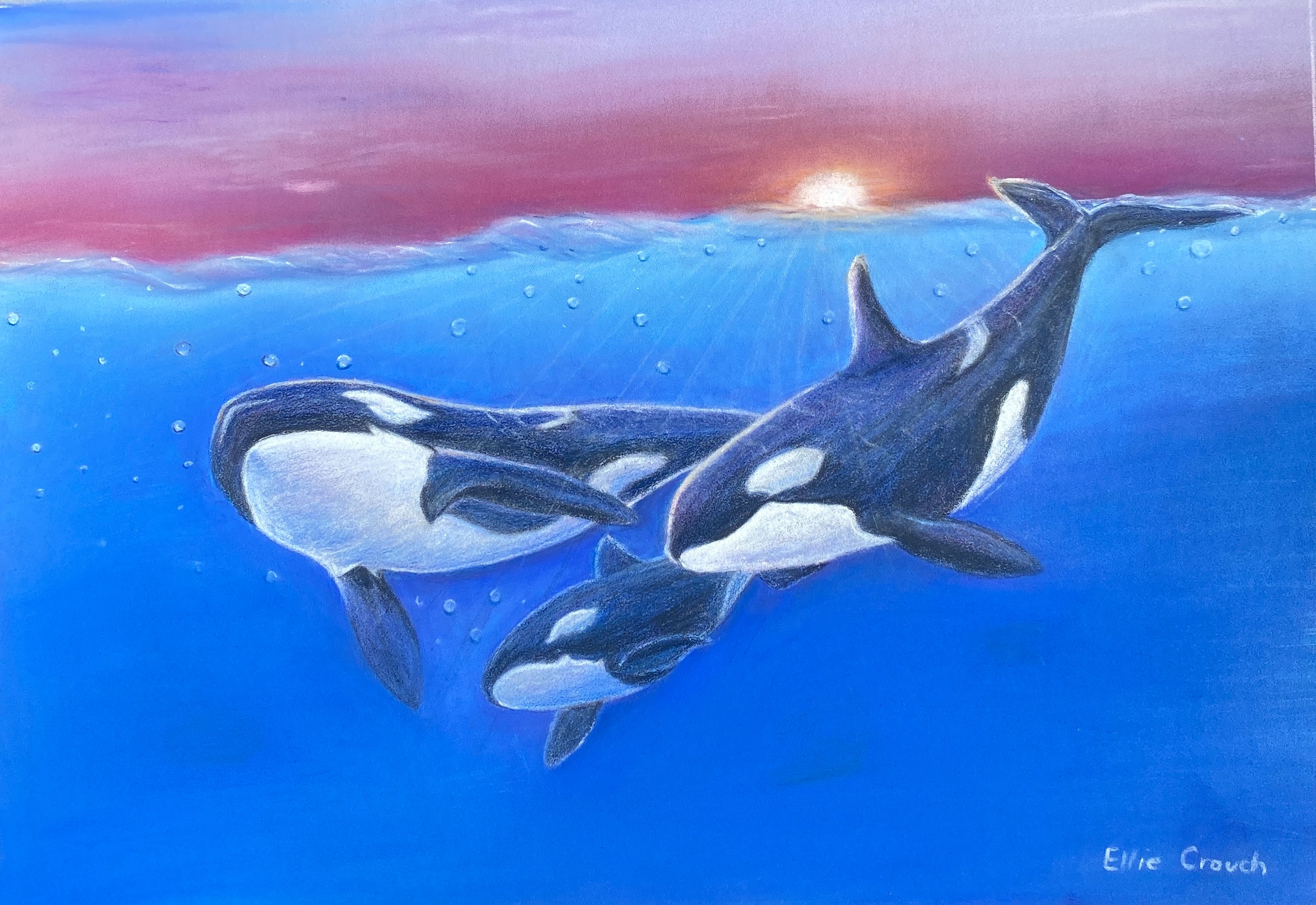 Pastel of pod of Orcas or Killer whales
