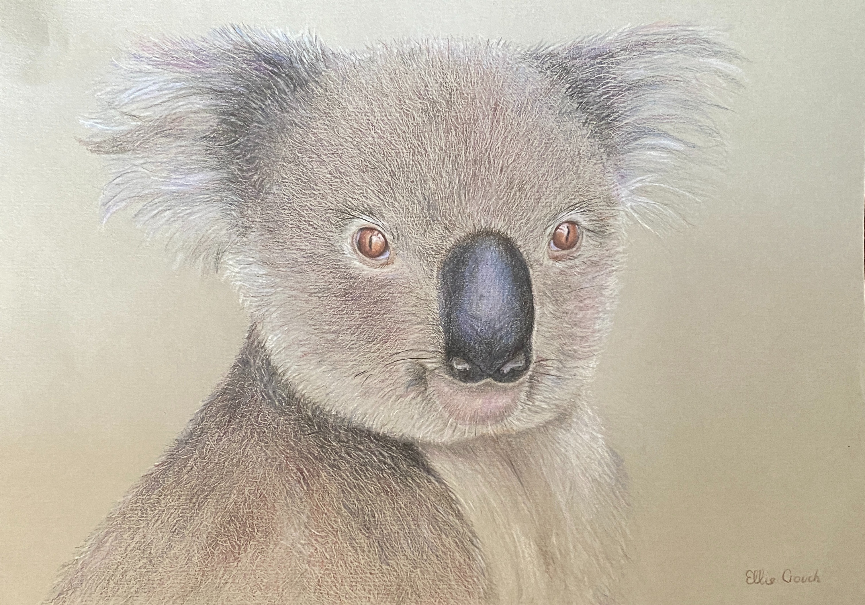 Koala drawn in coloured pencils