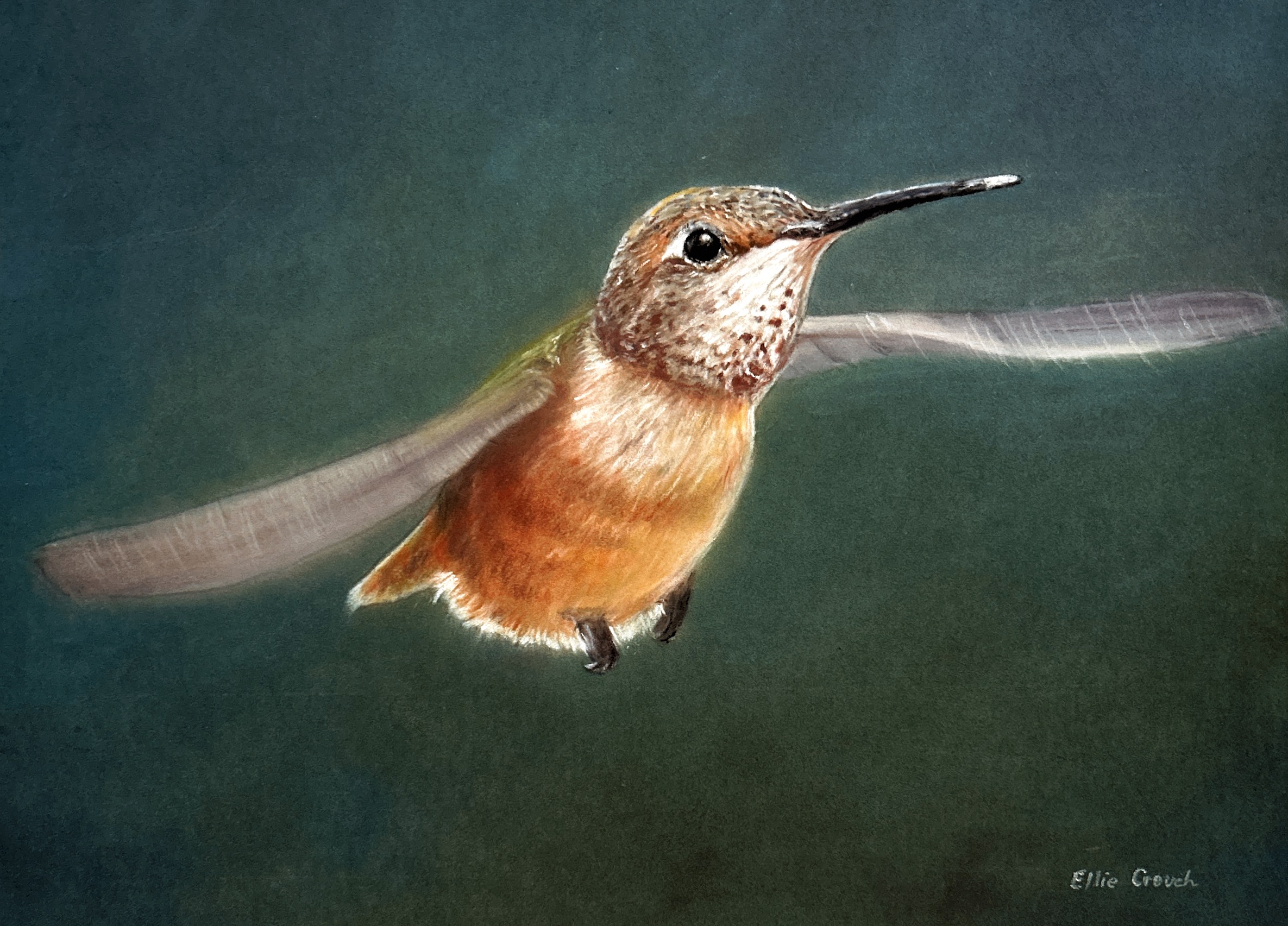 Beautiful Hummingbird in Pastel