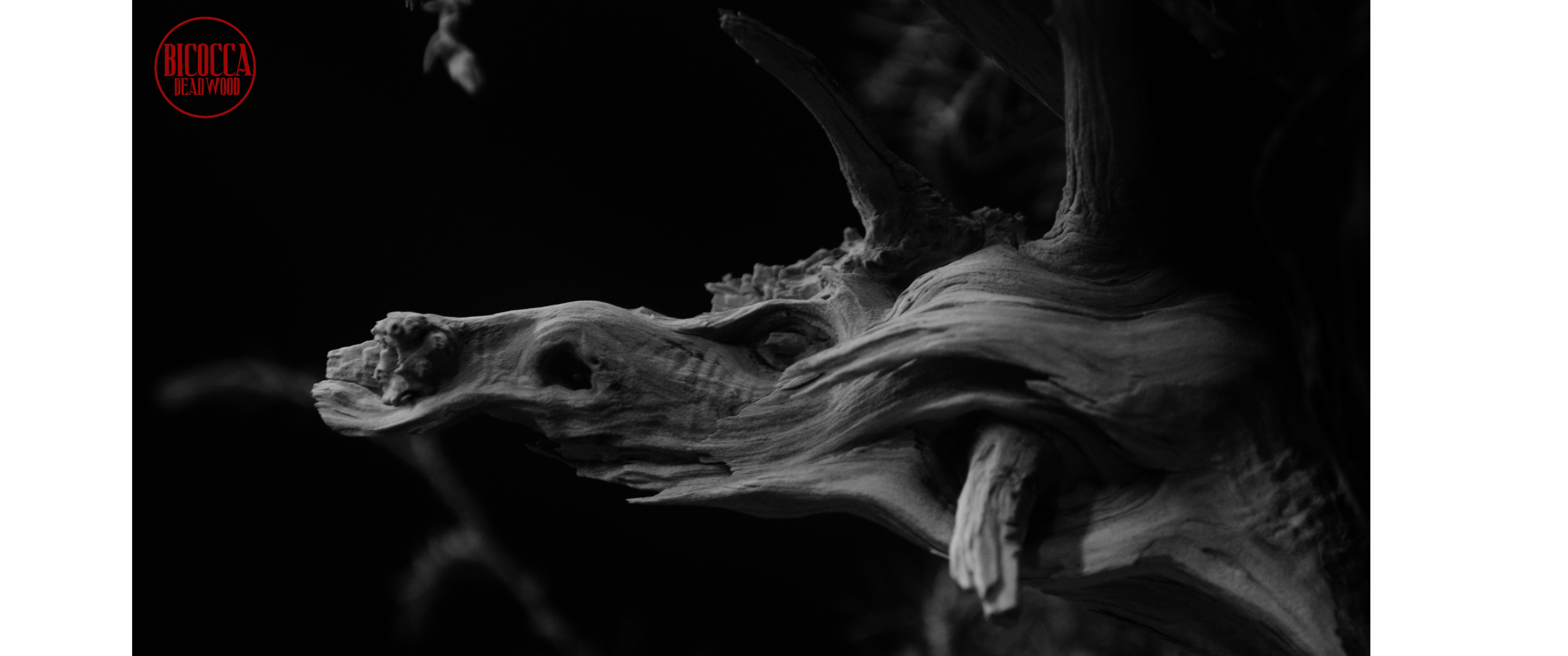 Photographs on canvas