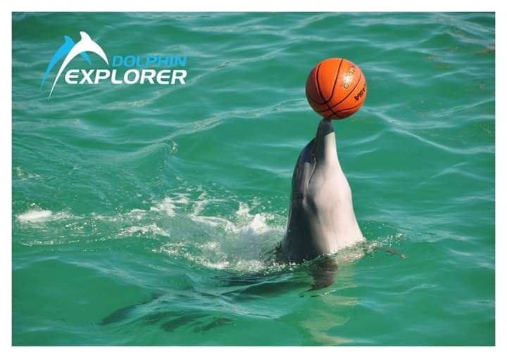 Funtastic Program – Dolphin Explorer