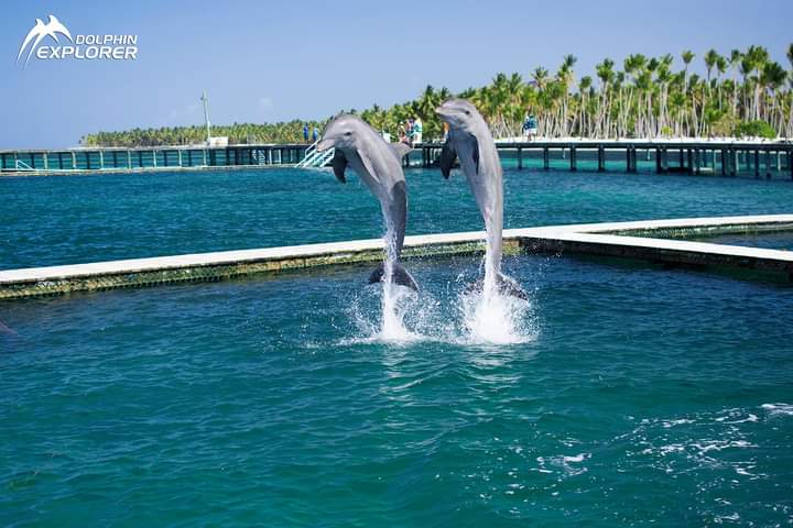 Nado Excellence – Dolphin Explorer