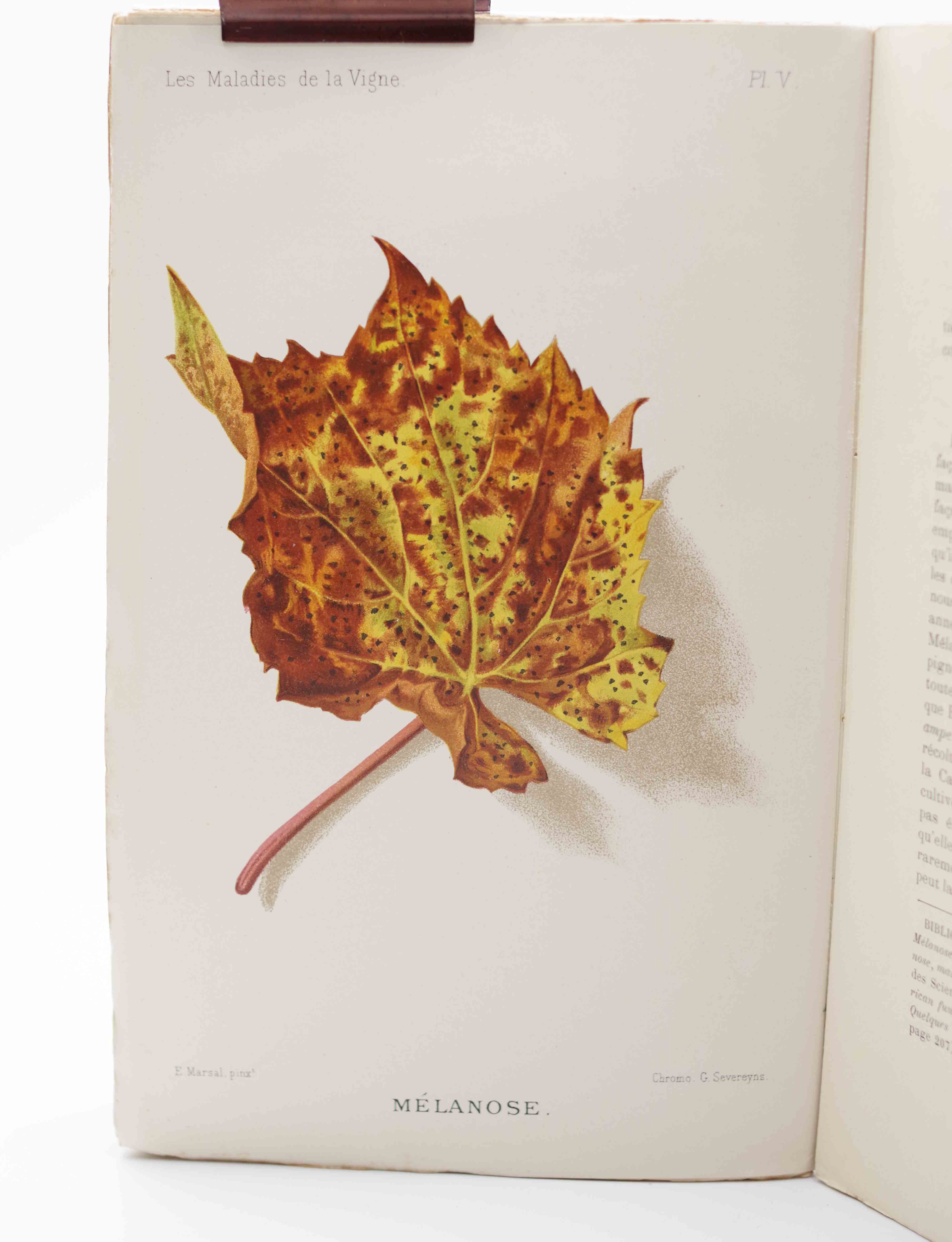 Les maladies de la vigne. Pierre Viala -  1887