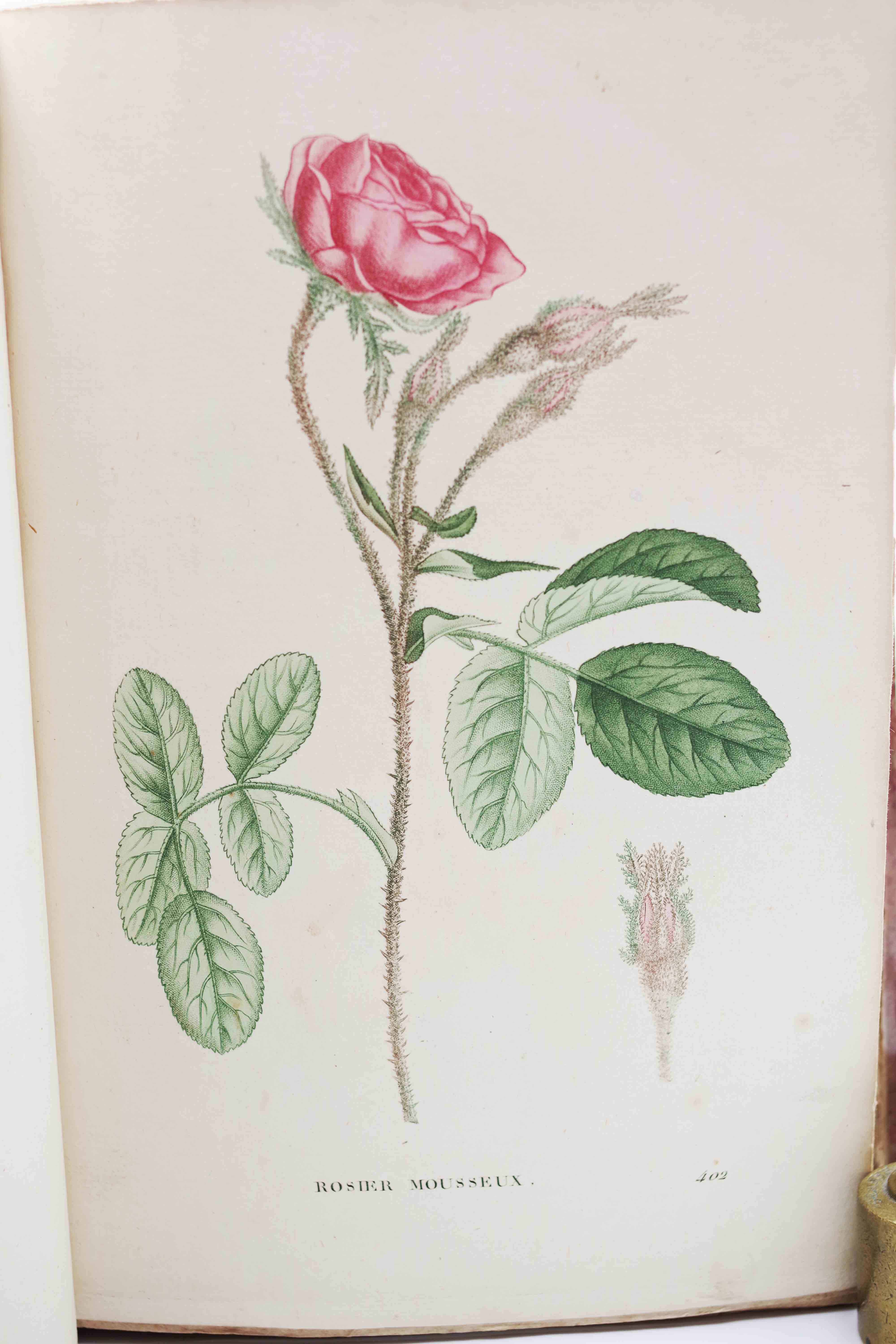 Plantes de la France - Jaume Saint-Hilaire - 1819