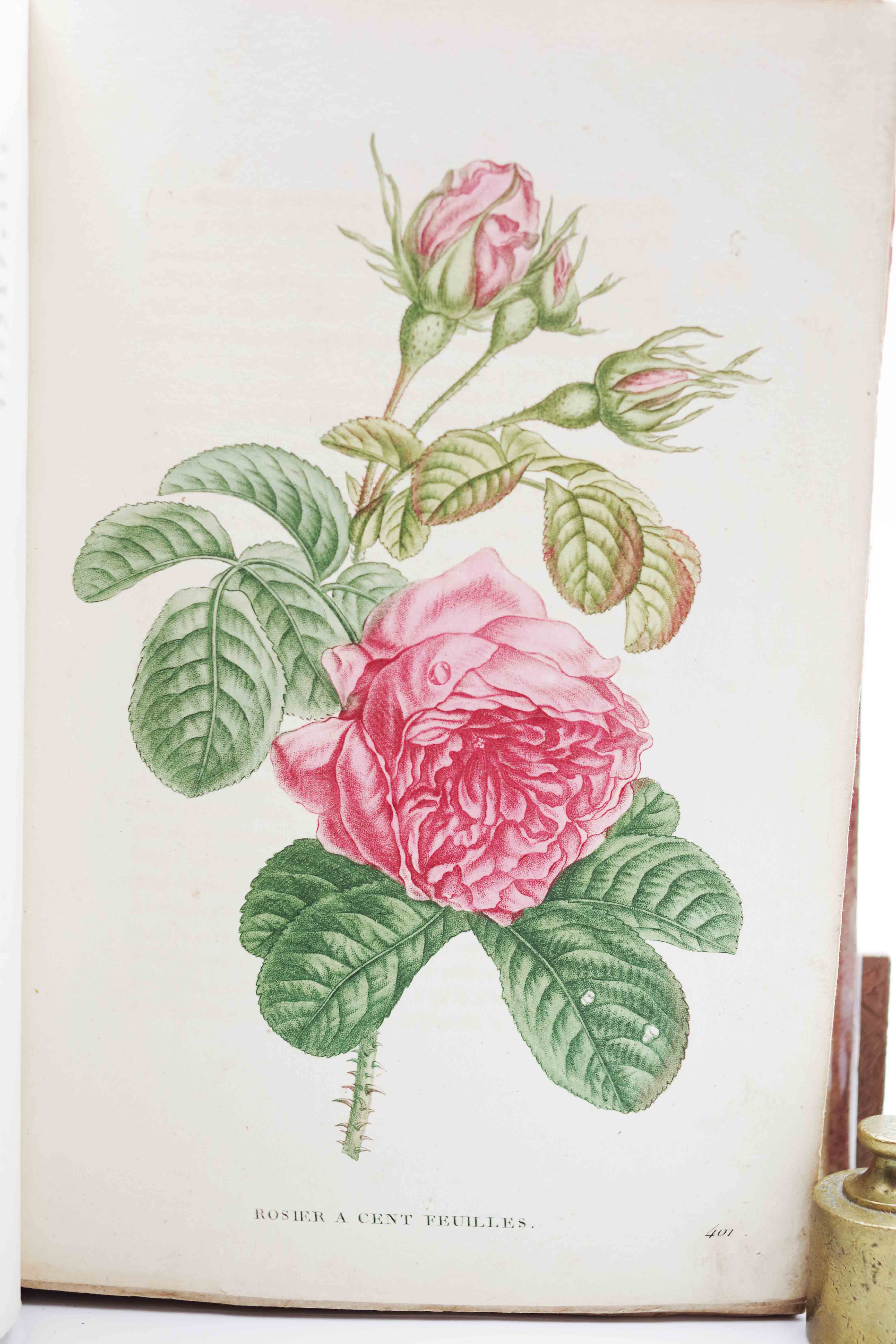 Plantes de la France - Jaume Saint-Hilaire - 1819