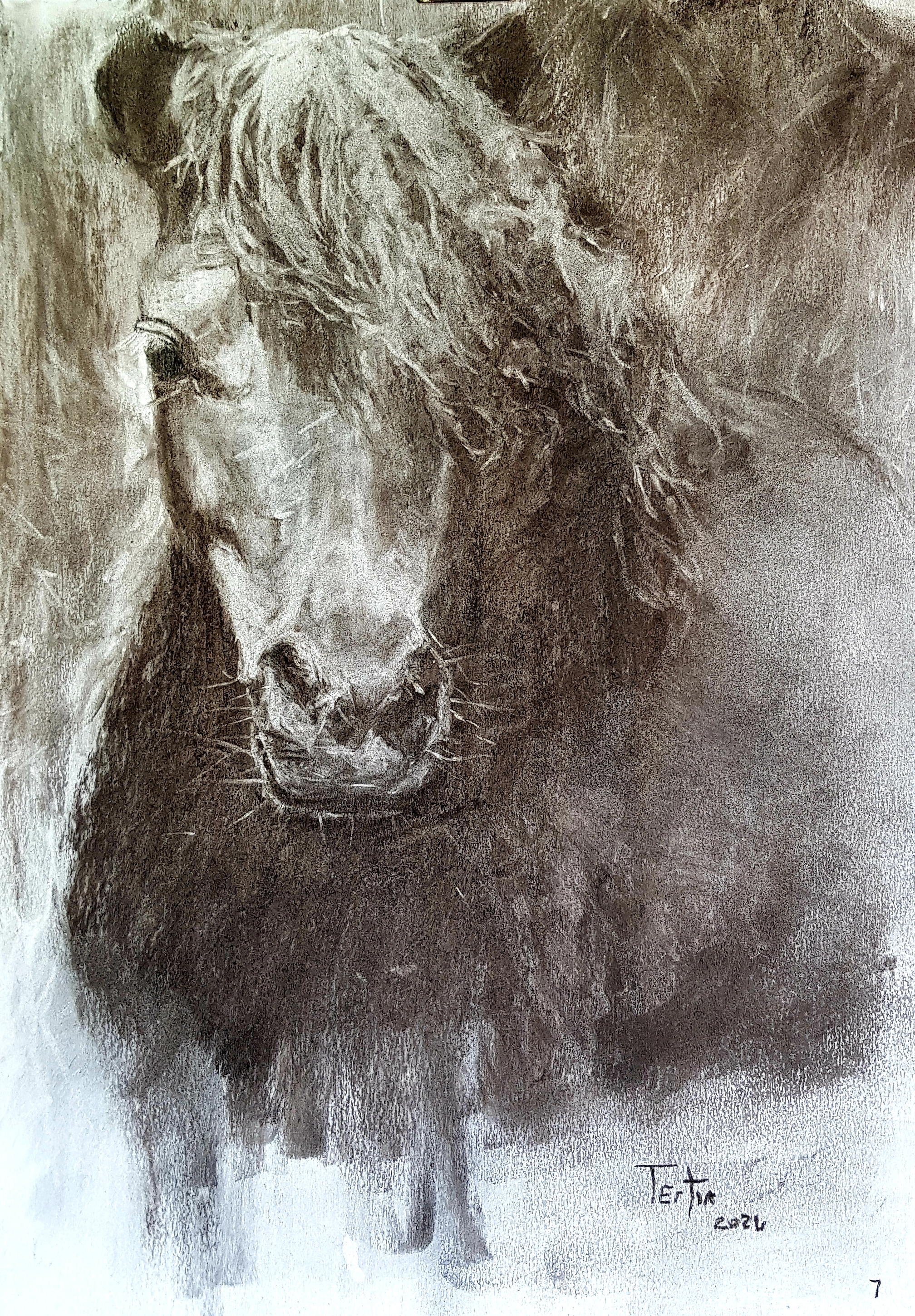 Charcoal Drawing - Horse