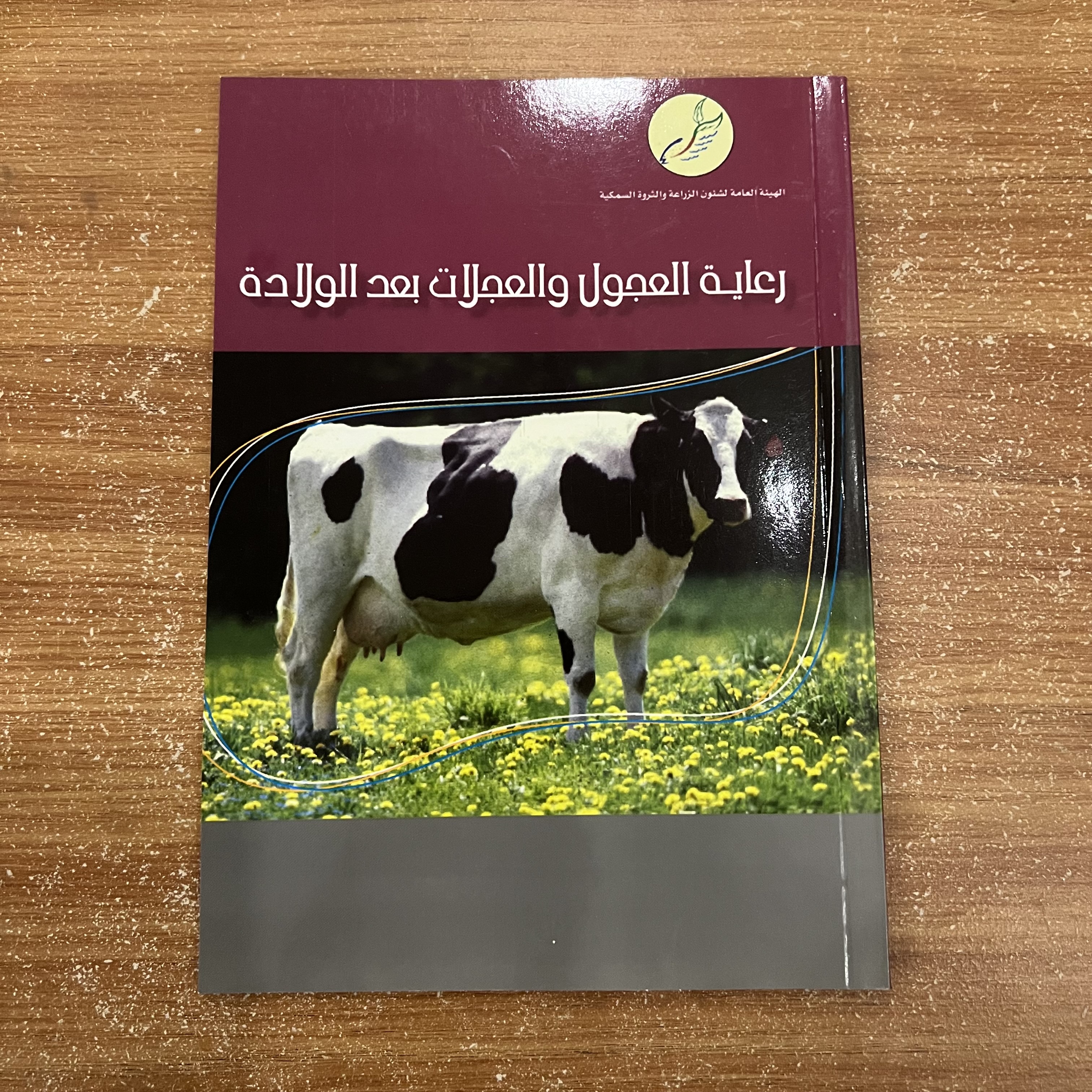 رعاية العجول والعجلات بعد الولادة