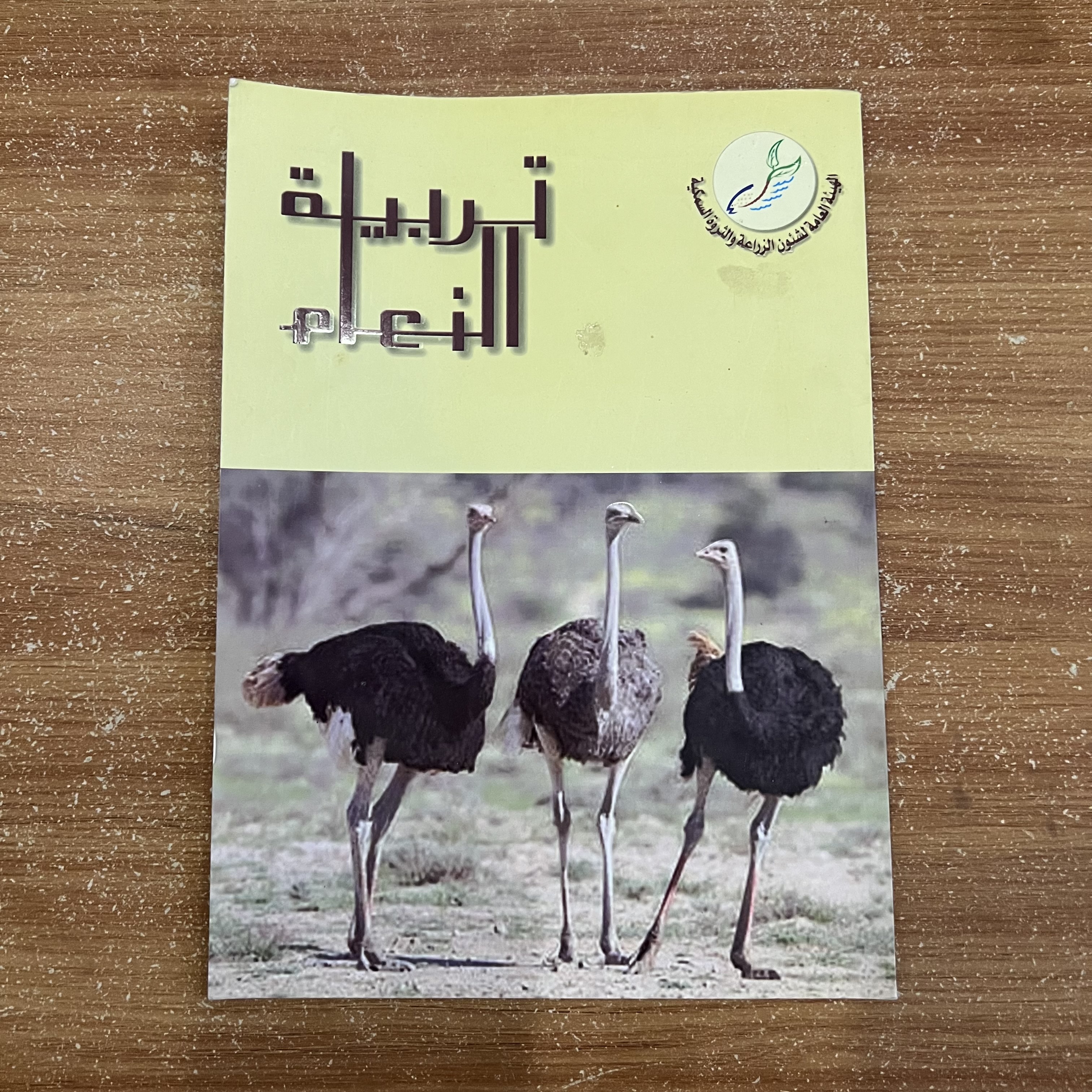 تربية النعام 