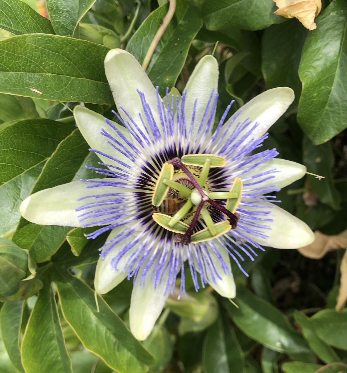 Passion Flower Tincture