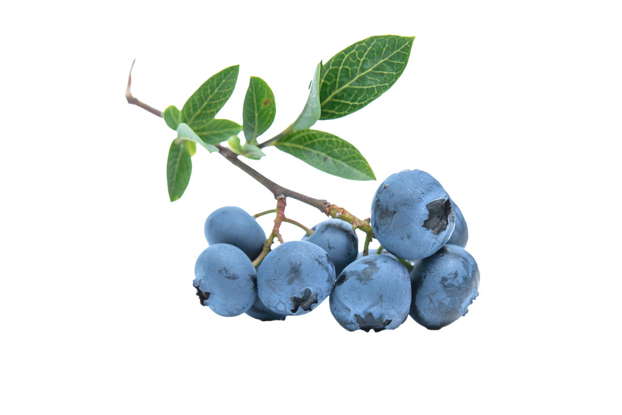 Handverlesene frische Bio-Heidelbeeren