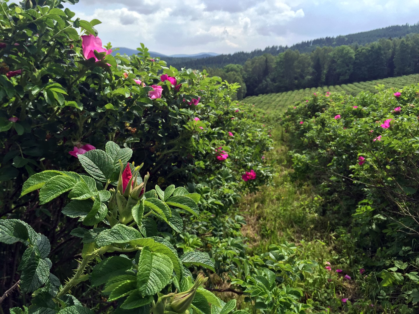 Bio-Hagebuttensaft 250ml (NFC)