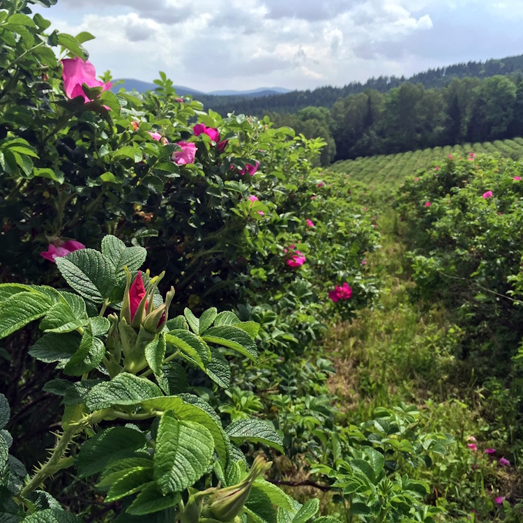 Bio-Hagebuttensaft 250ml (NFC)