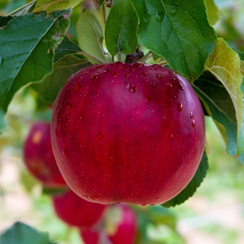 Frische Bio-Äpfel - 4 verschiedene Sorten
