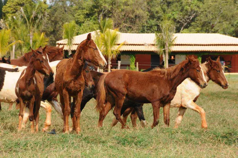 Potros Manga-larga Marchador