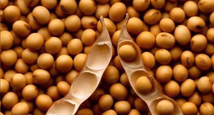 Soja de Alta Qualidade para o Mercado Interno