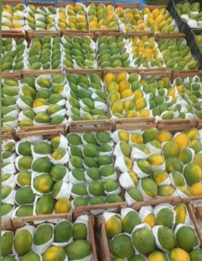 Mamão Papaya e Havai - 