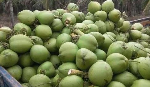 Coco Verde Fresco no Atacado
