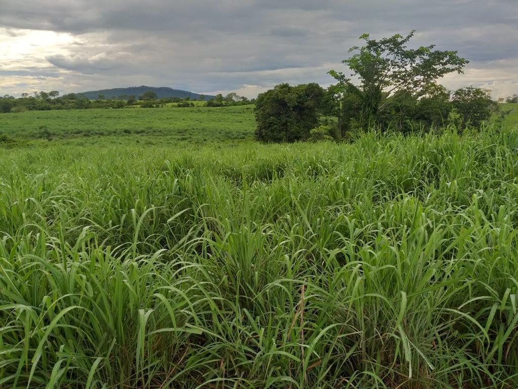 Fazenda para Pecuária de 563 Alqueires em Monte Alegre de GO – Oportunidade Única!