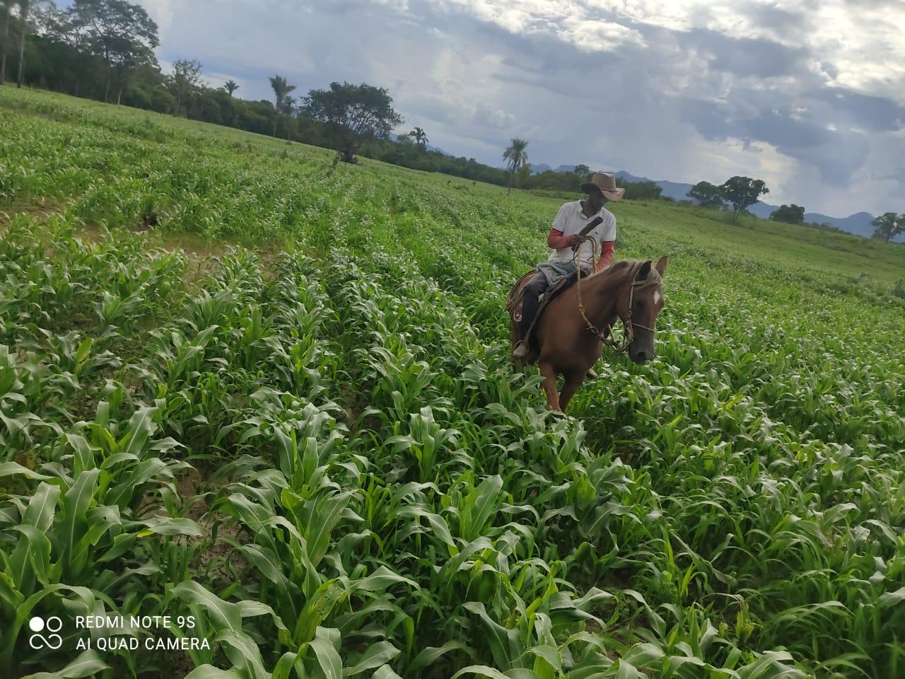 Fazenda para Pecuária de 563 Alqueires em Monte Alegre de GO – Oportunidade Única!