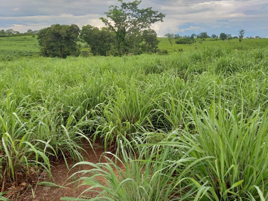 Fazenda para Pecuária de 563 Alqueires em Monte Alegre de GO – Oportunidade Única!