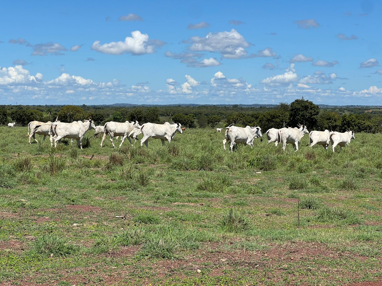 Fazenda com 1.433 Hectares Município de Iaciara GO